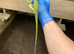 LIME GREEN IGUANA 1 YEARS OLD