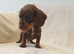 Dachshund puppy