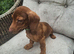 dachshund puppies, boys and girls available