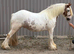 Show quality gelding