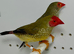 Beautiful pair red face star finches for sale