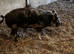 3 male kunu kunu free ti good home there over a year old
