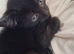 3 kittens for sale