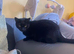 2 adult cats