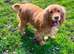 Stunning working cocker spaniel puppies