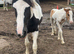 Outstanding colt foal for sale