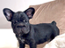 Beautiful frenchie pups