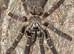 OBT USAMBARA Orange, P MURINUS