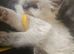 Ragdoll kittens *1 girl left*