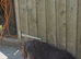 Spaniel pups