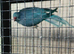 Indian ringneck pair
