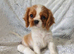 Beautiful cavalier puppies