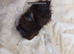 Female and male guinea pigs