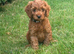 Cockapoo