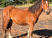 Yearling to make 15h