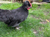 Polish bantam grower