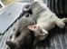 1 Beautiful, Affectionate Tabby Kittens Ready For a Loving Homes