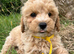Cute Cavapoochon puppies
