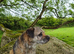 Border Terrier Dog KC Reg