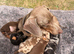 dashound’s puppies