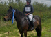 Beautiful registered fell pony