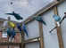 Indian Ringneck