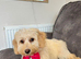 Golden cockapoo