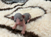 Blue and cream Canadian sphynx