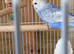 Rainbow baby budgie, boy.