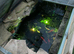 POND FISH