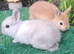 Gorgeous Netherland Dwarf Baby Buck - Vaccinated - READY NOW