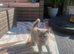 British shorthair kittens for sale
