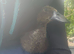 Indian runner duck FEMALES