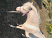 Welsh mountain pony ( section A) yearling filly