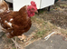 Hen and rooster