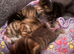 Kittens wanting homes ASAP