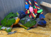 Hand-Reared Rainbow Lorikeets