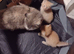 3 male ginger kittens