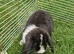 Mini Lops Ready Now