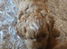 Cavapoo puppies for sale