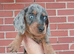Male dachshund puppy