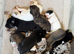 Lurcher pups