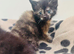 Beautiful really social kittens used to kids and dogs