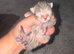 6 gorgeous kittens