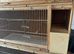 Budgie breeding cages