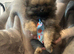 Pomeranian puppies