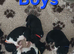 American Akita puppies