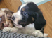 Cocker spaniel pups