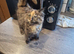 Main Coon x Russian Blue Kittens
