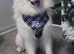 Samoyed KC for stud